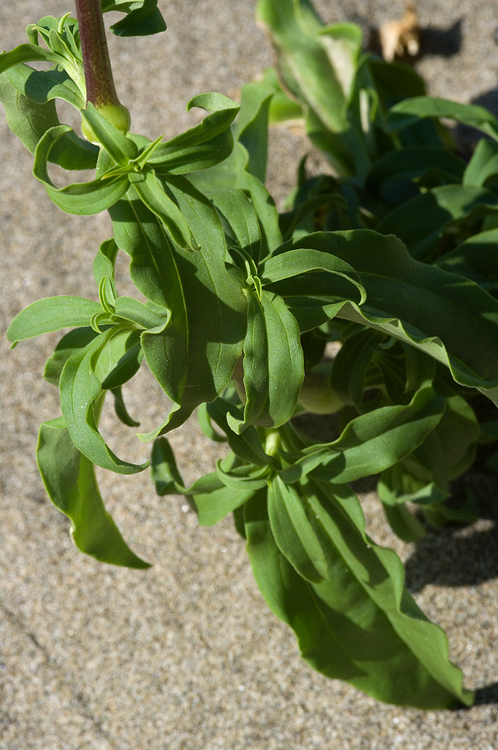 Principina - Saponaria officinalis