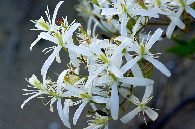 Clematis flammula / Vitalba fiammella