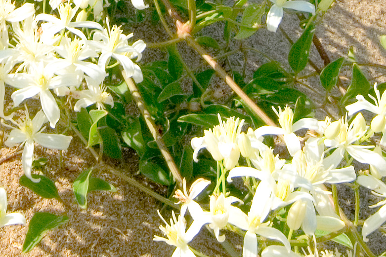 Clematis flammula / Vitalba fiammella
