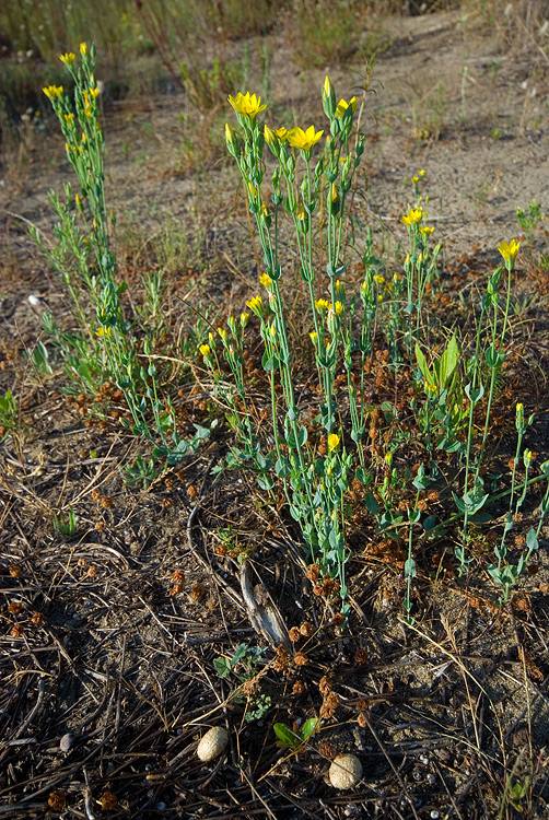 Pianta dunale 5 - Principina - Blackstonia perfoliata