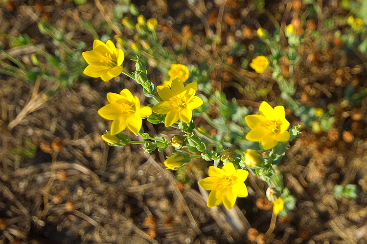 Pianta dunale 5 - Principina - Blackstonia perfoliata