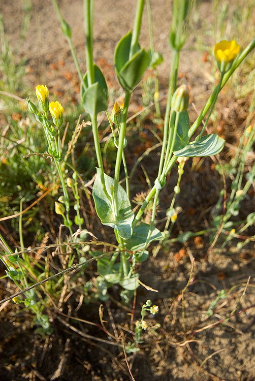 Pianta dunale 5 - Principina - Blackstonia perfoliata