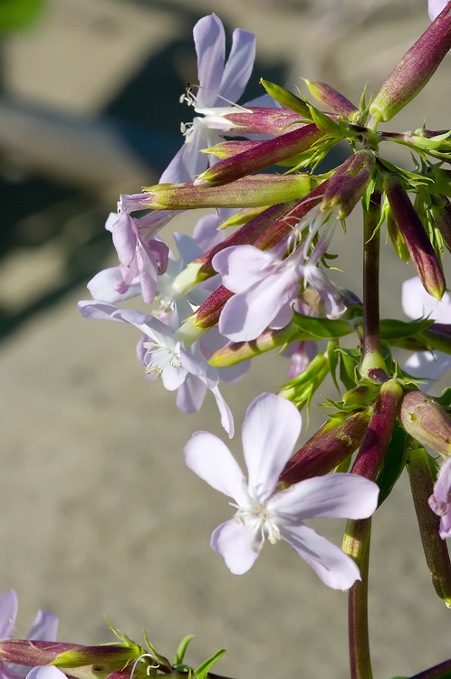 Principina - Saponaria officinalis