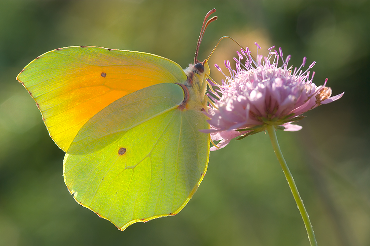 Gonepteryx   cleopatra