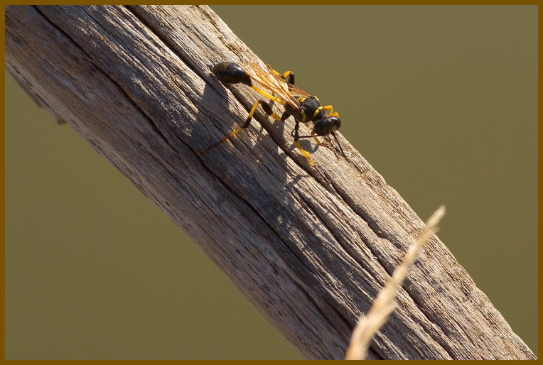 Sceliphron madraspatanum tubifex (Sphecidae)