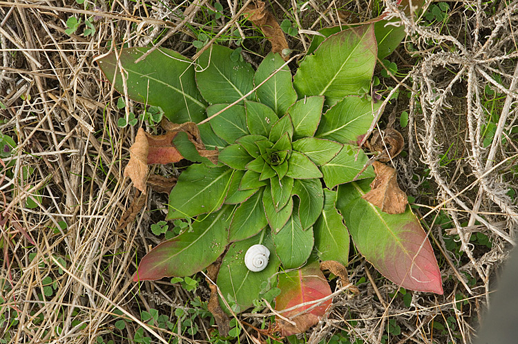 Oenothera biennis / Enagra comune
