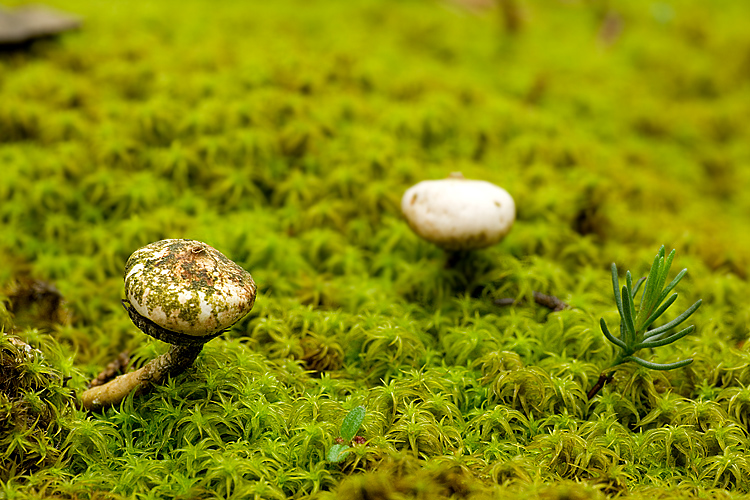 Tulostoma brumale