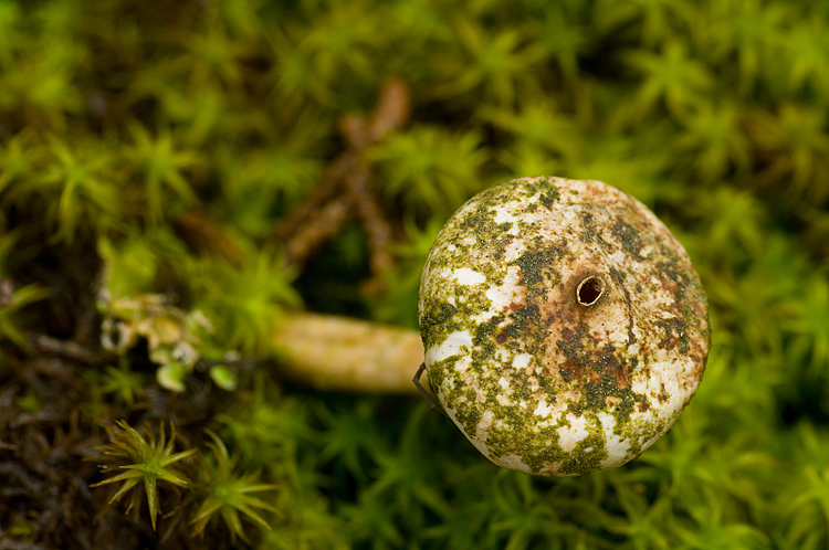Tulostoma brumale