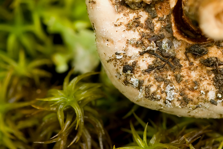 Tulostoma brumale