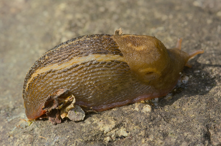 Limax del corsicus-gruppo del Torrente Farma (Monticiano-SI)