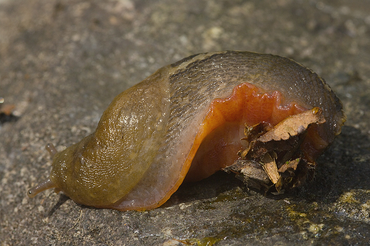 Limax del corsicus-gruppo del Torrente Farma (Monticiano-SI)