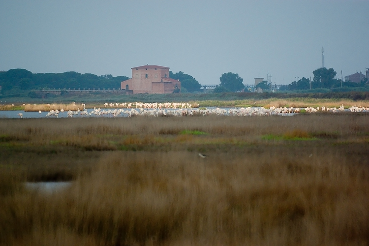 La Diaccia Botrona - Padule di Castiglione della Pescaia