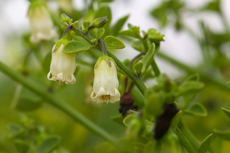 Salpichroa origanifolia - Salpicroa