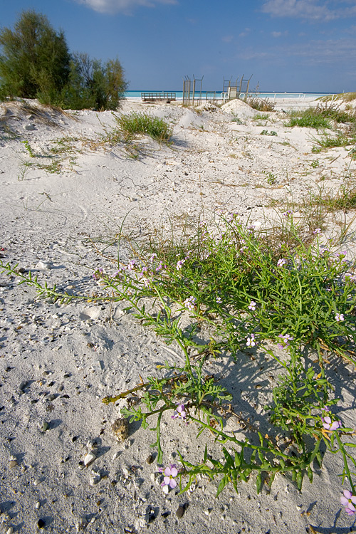 Le Spiagge Bianche a Rosignano Solvay