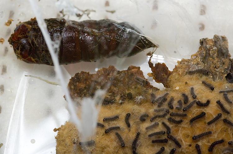 Cheiracanthium sp.
