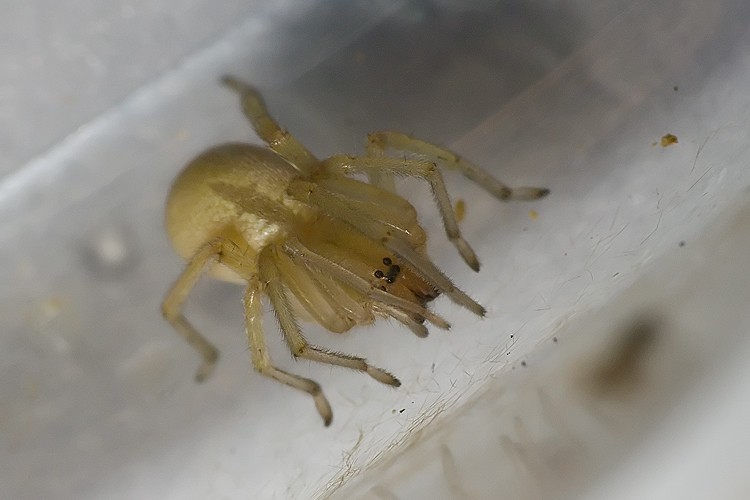 Cheiracanthium sp.
