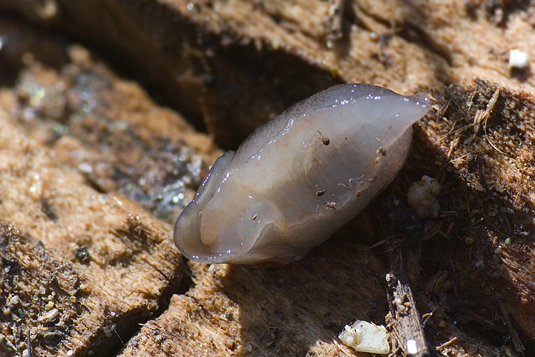 L. corsicus-gruppo del retroduna di Principina a Mare (GR)