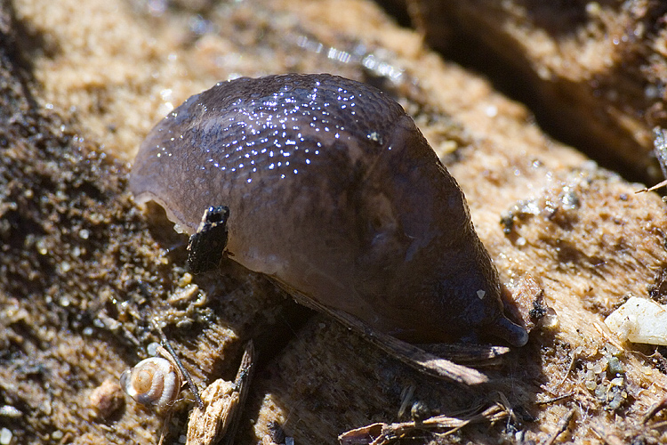 L. corsicus-gruppo del retroduna di Principina a Mare (GR)