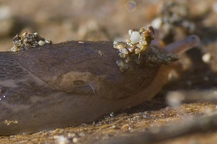 L. corsicus-gruppo del retroduna di Principina a Mare (GR)