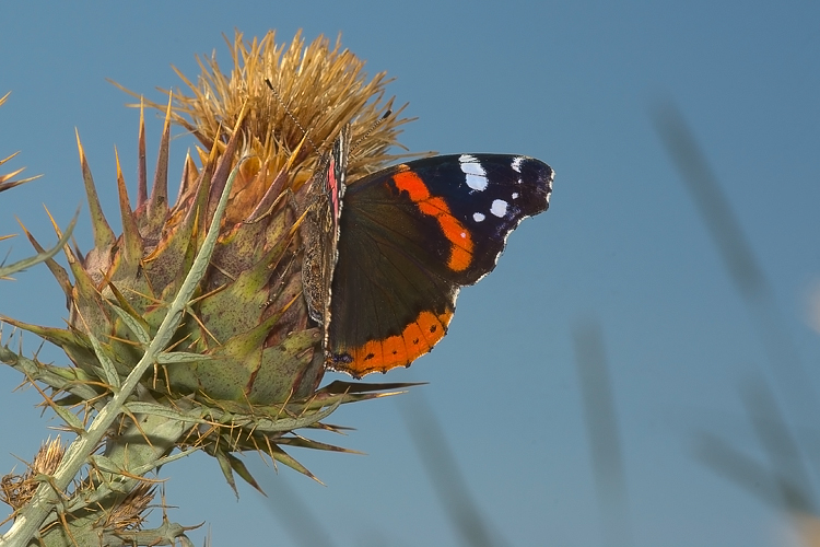 Nymphalidae - Vanessa atalanta