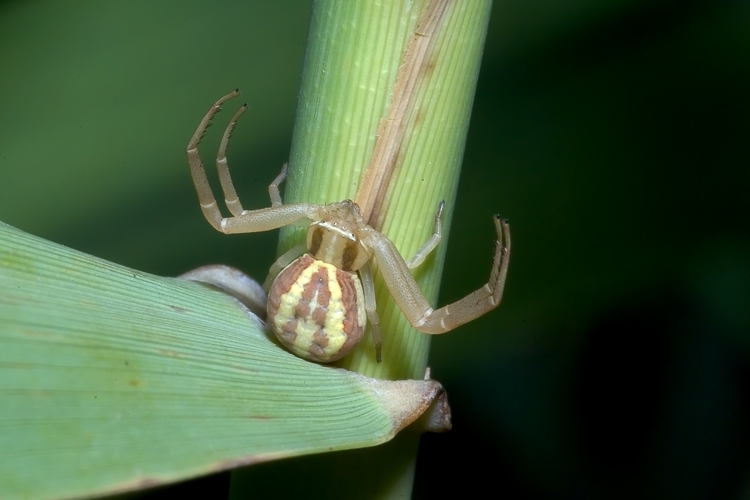 Runcinia grammica (Thomisidae)