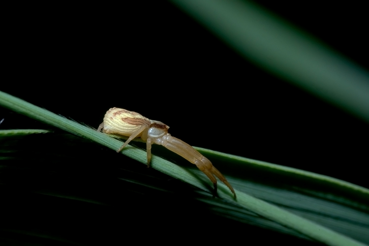 Runcinia grammica (Thomisidae)