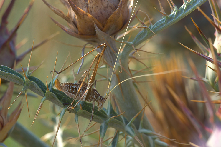 Tylopsis lilifolia (Phaneropteridae)