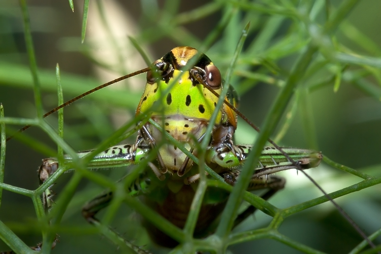 Eupholidoptera chabrieri  (Tettigonidae)