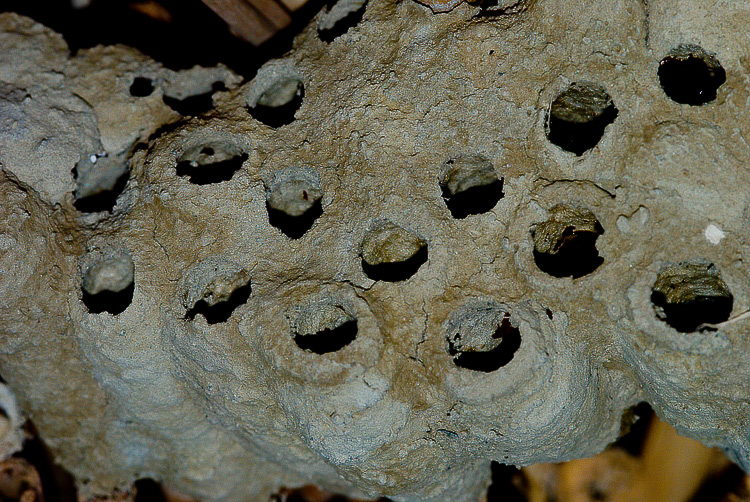 Sceliphron madraspatanum tubifex (Sphecidae)