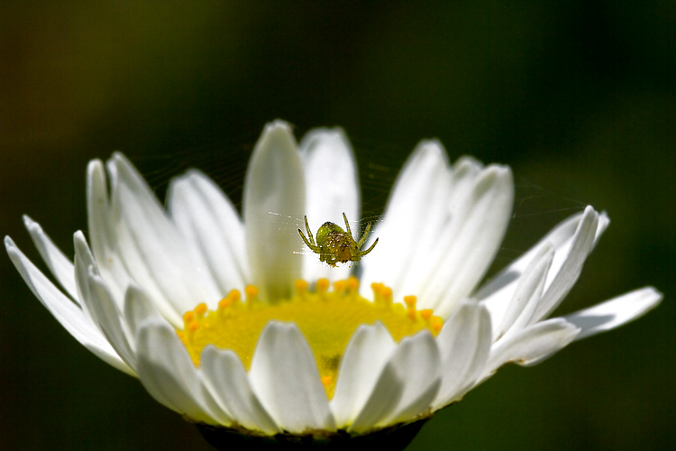 Il solitario