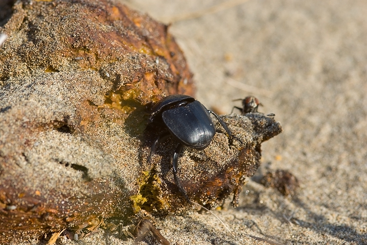Scarabaeus semipunctatus :  un bulldozer Caterpillar