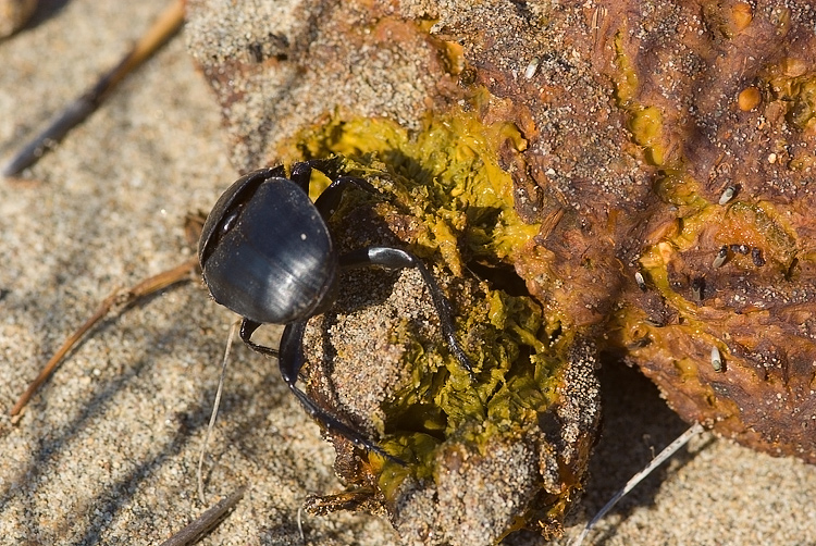 Scarabaeus semipunctatus :  un bulldozer Caterpillar