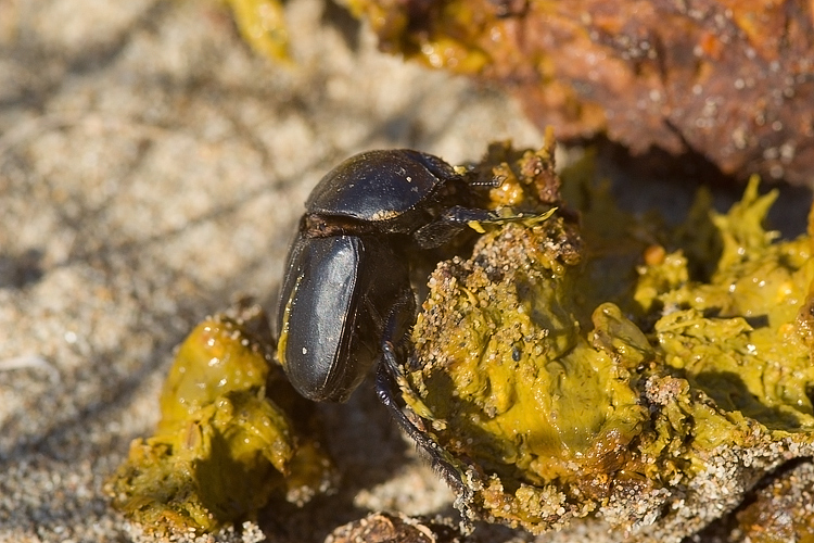 Scarabaeus semipunctatus :  un bulldozer Caterpillar