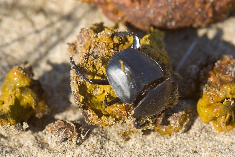 Scarabaeus semipunctatus :  un bulldozer Caterpillar