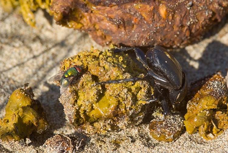 Scarabaeus semipunctatus :  un bulldozer Caterpillar