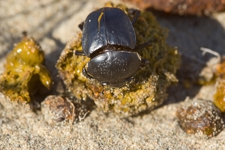 Scarabaeus semipunctatus :  un bulldozer Caterpillar
