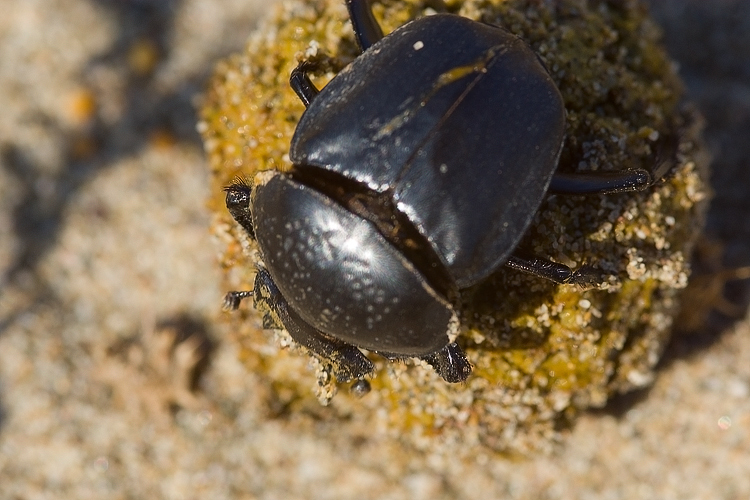 Scarabaeus semipunctatus :  un bulldozer Caterpillar