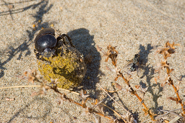 Scarabaeus semipunctatus :  un bulldozer Caterpillar