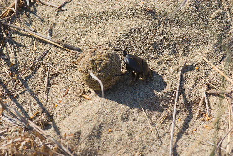 Scarabaeus semipunctatus :  un bulldozer Caterpillar