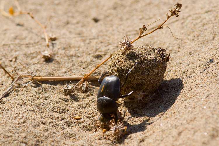 Scarabaeus semipunctatus :  un bulldozer Caterpillar