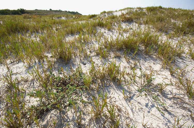 Le Spiagge Bianche a Rosignano Solvay