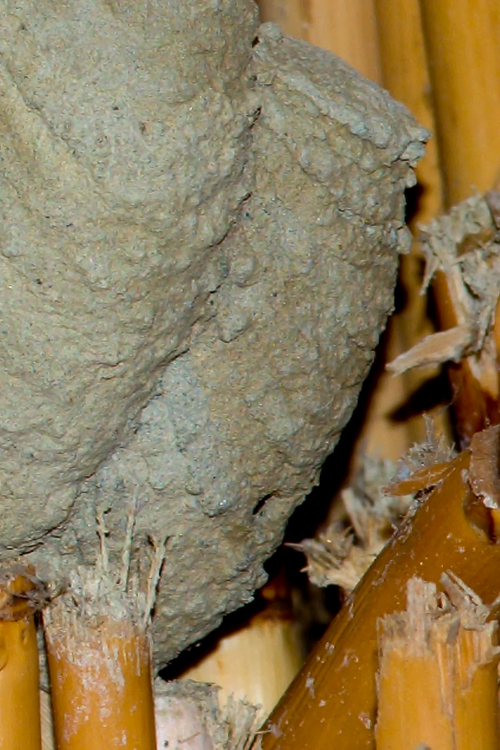 Sceliphron madraspatanum tubifex (Sphecidae)