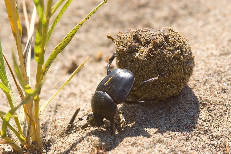 Scarabaeus semipunctatus :  un bulldozer Caterpillar