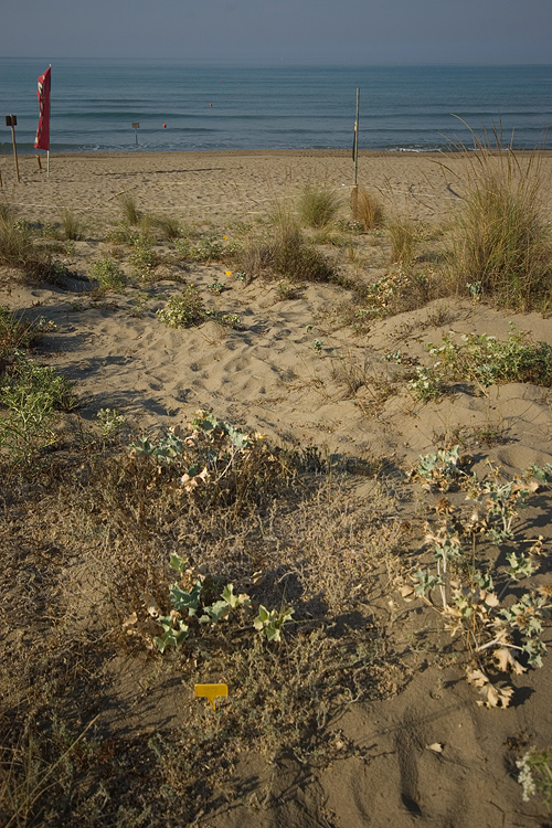 Il litorale alla Fiumara di Marina di Grosseto