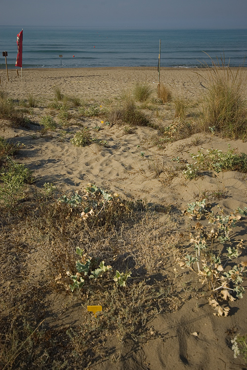 Il litorale alla Fiumara di Marina di Grosseto