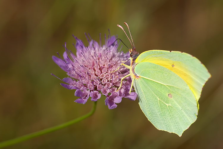 Gonepteryx   cleopatra