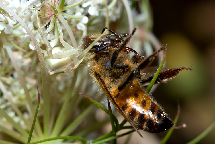 Il mistero della morte (scene di predazione di Thomisidae)