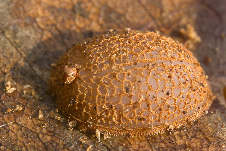 Microdon sp. Larva di Syrphidae -