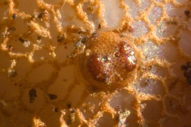 Microdon sp. Larva di Syrphidae -