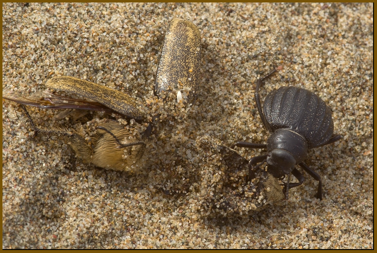Pimelia bipunctata -  lo spazzino delle spiagge